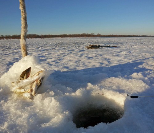 Ryb_21.01.2015-2.jpg