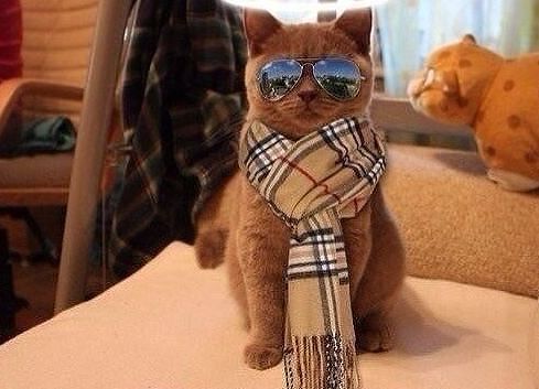 котяра.jpg