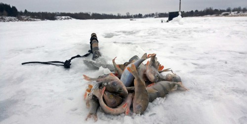 Ryb_27.01.2015-3.jpg