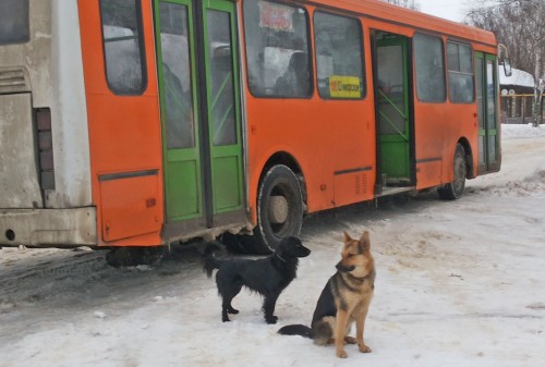Ryb_04.02.2015-9.jpg