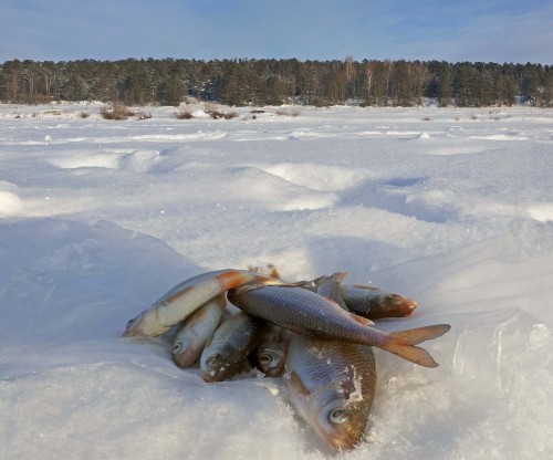 Ryb_06.02.2015-3.jpg