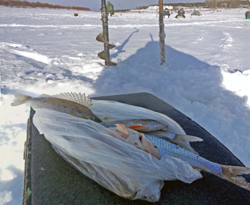 Ryb_09.02.2015-6.jpg