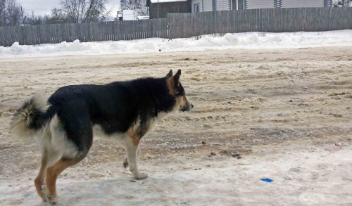 Ryb_13.02.2015-4.jpg