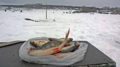 Ryb_15.02.2015-3.jpg