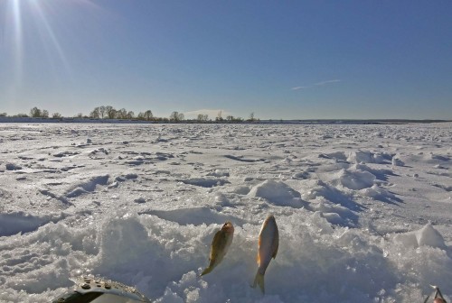 Ryb_17.02.2015-4.jpg