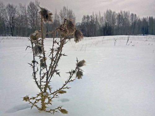 Ryb_19.02.2015-4.jpg