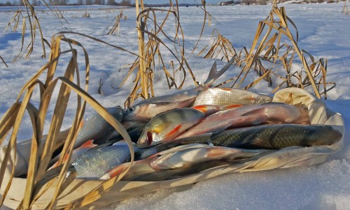 Ryb_21.02.2015-3.jpg
