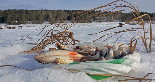Ryb_22.02.2015-2.jpg