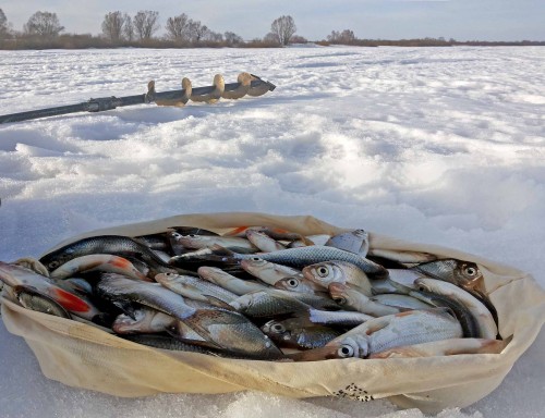Ryb_24.02.2015-4.jpg