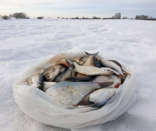 Ryb_26.02.2015-2.jpg