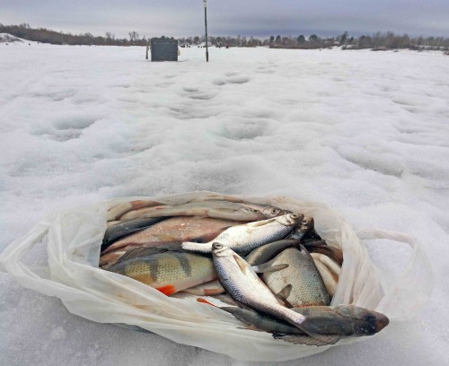Ryb_28.02.2015-2.jpg