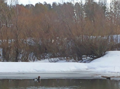 Ryb_04.03.2015-2.jpg
