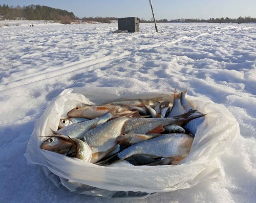 Ryb_04.03.2015-3.jpg