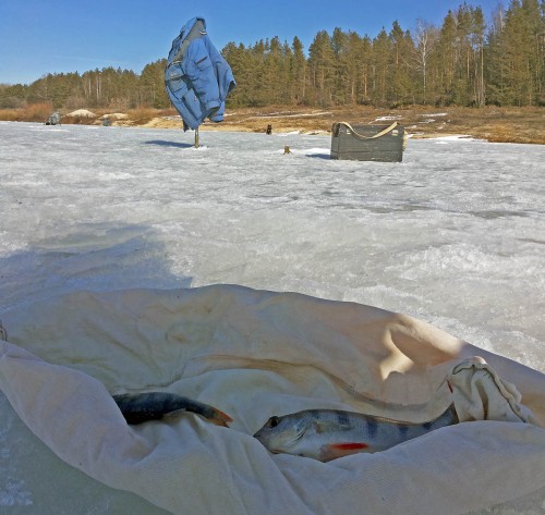 Ryb_19.03.2015-1.jpg