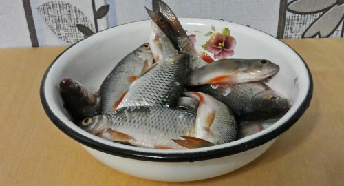 Ryb_22.03.2015-2.jpg