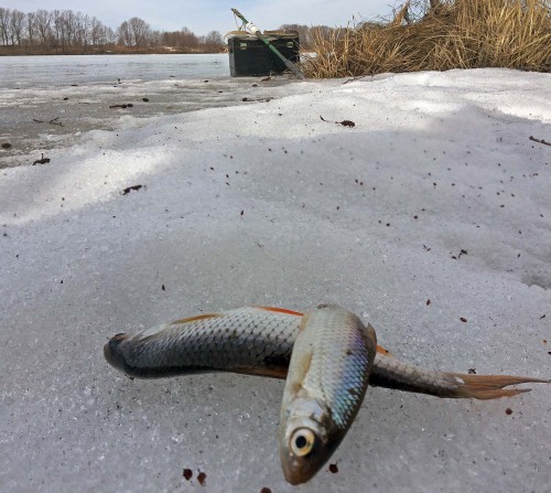 Ryb_30.03.2015-4.jpg