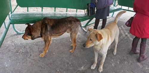 Ryb_30.03.2015-5.jpg