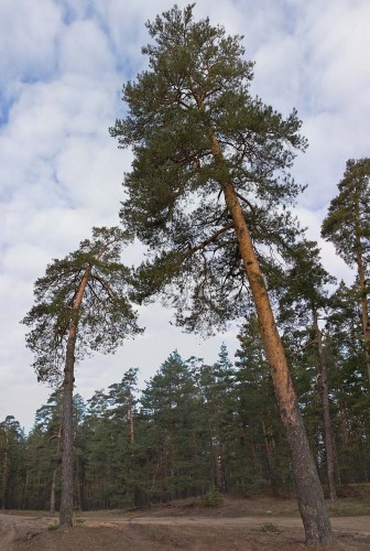 Les_22.04.2015-1.jpg