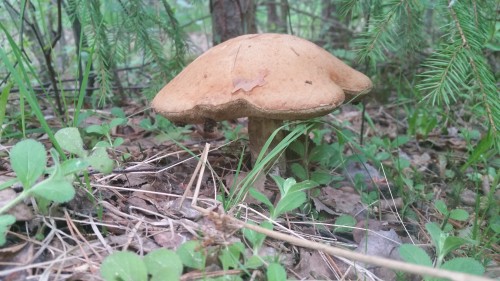 20150601_180457.jpg