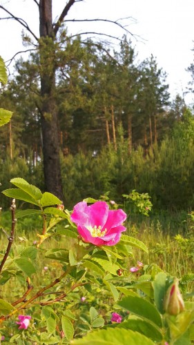 Les_03.06.2015-1.jpg