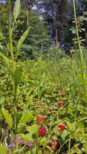 Les_18.06.2015-2.jpg