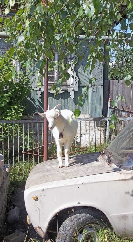 Les_16.07.2015-2.jpg