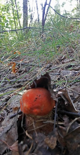 Les_17.07.2015-1.jpg