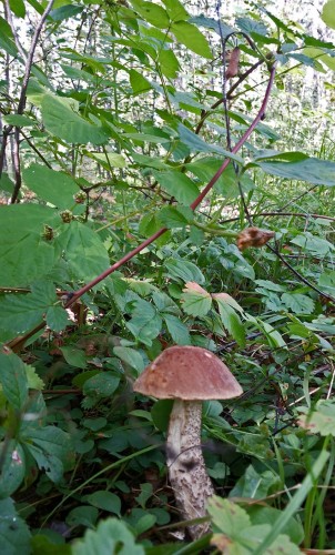 Les_19.07.2015-2.jpg
