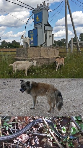 Les_22.07.2015-4.jpg