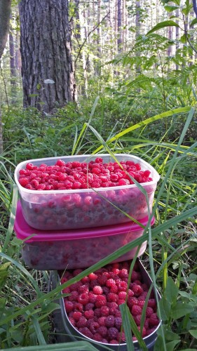 Les_26.07.2015-2.jpg