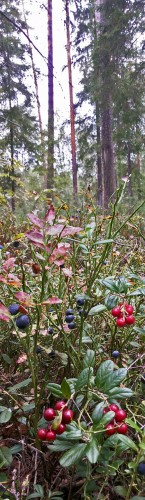 Les_19.08.2015-3.jpg