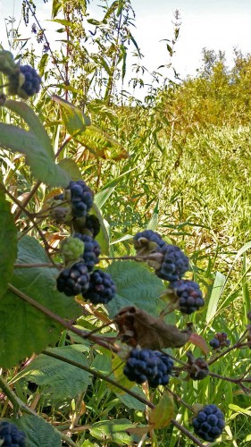 Les_21.08.2015-4.jpg