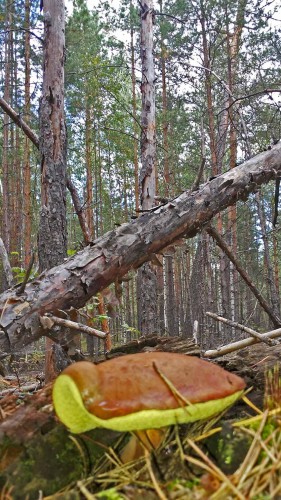 Les_01.09.2015-2.jpg