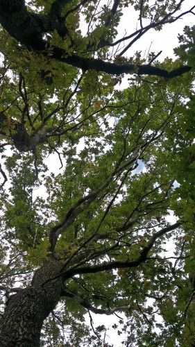 Les_02.09.2015-1.jpg