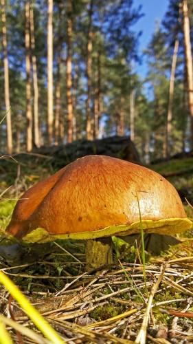 Les_02.09.2015-2.jpg