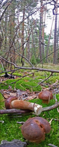 Les_11.09.2015-1.jpg