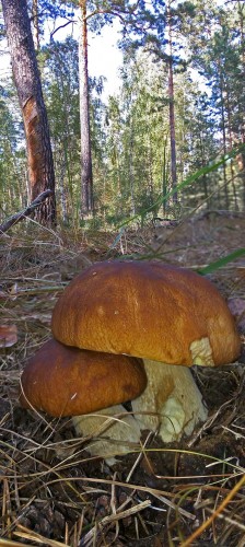 Les_17.09.2015-3.jpg