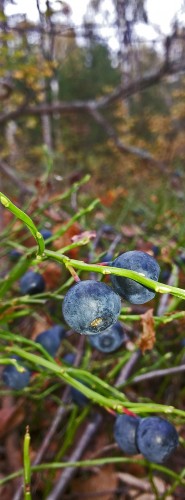 Les_19.09.2015-1.jpg