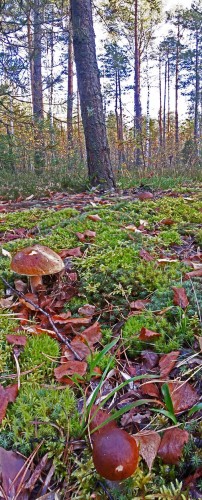 Les_21.09.2015-1.jpg