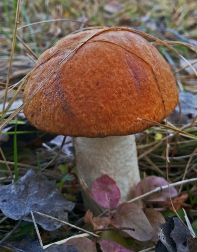 Les_25.09.2015-2.jpg
