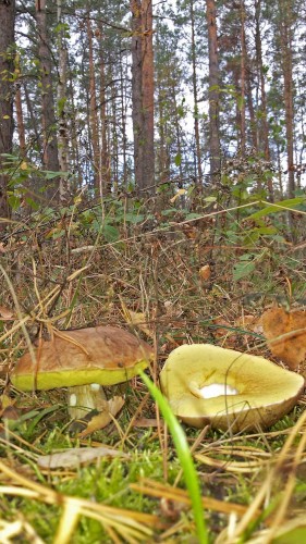 Les_03.10.2015-1.jpg