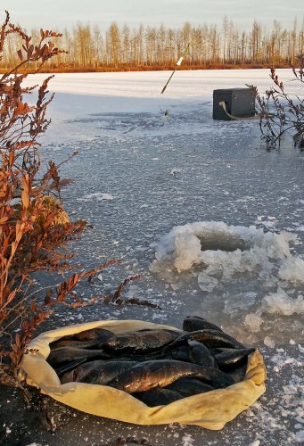 Ryb_29.11.2015-2.jpg