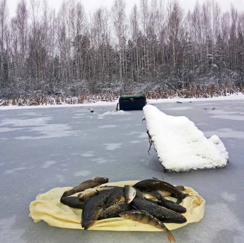 Ryb_04.12.2015-2.jpg