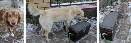 Ryb_14.12.2015-4.jpg