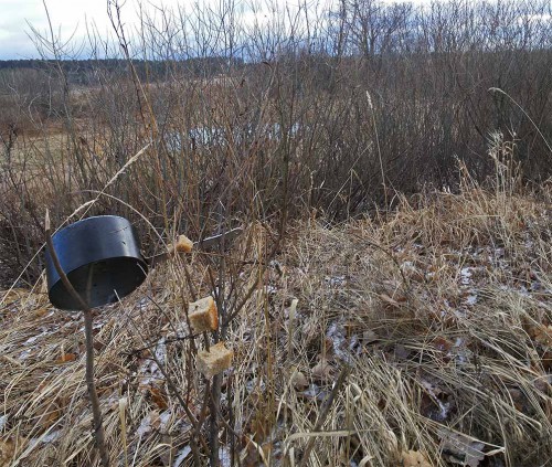 Ryb_25.12.2015-3.jpg