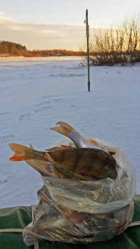 Ryb_28.12.2015-3.jpg