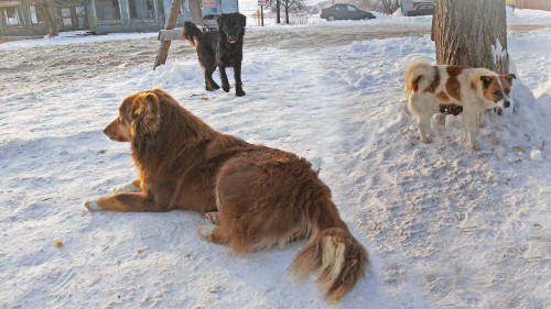 Ryb_16.01.2016-4.jpg