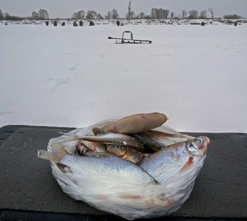 Ryb_18.01.2016-1.jpg