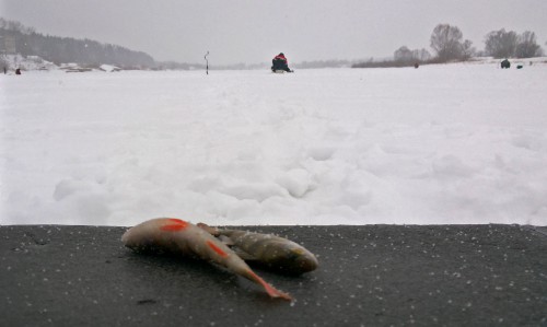 Ryb_19.01.2016-1.jpg