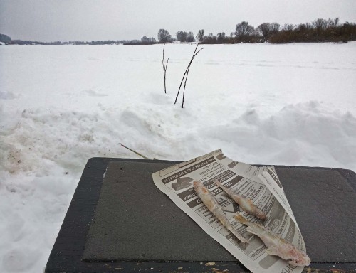 Ryb_20.01.2016-3.jpg
